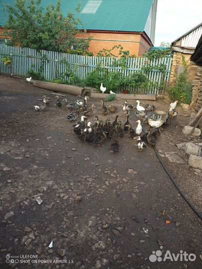 Дикая утка кряква