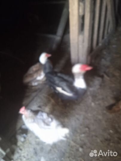 Индоутка мускусная утка