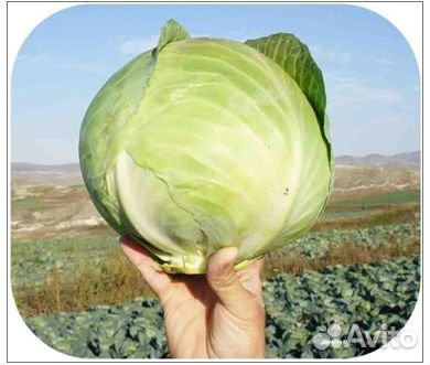 Семена Капусты 