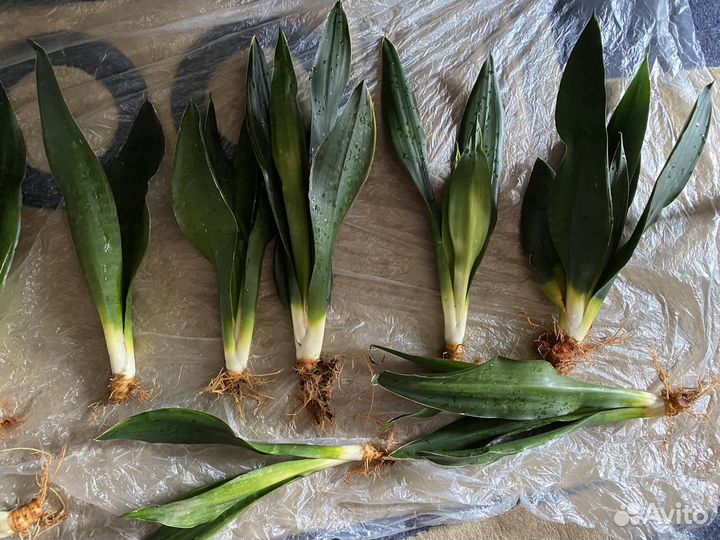 Санса блэк даймонд, Ханни крео, замиакулькас Зензи