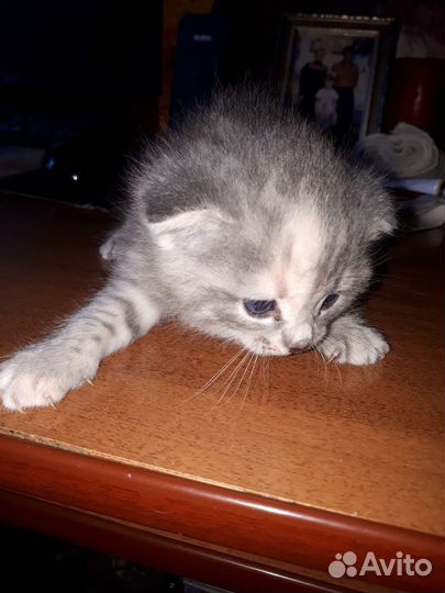 Котята британские