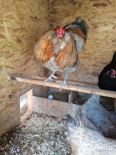 Петух амераукана