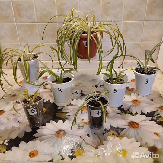 Комнатные растения, хлорофитум