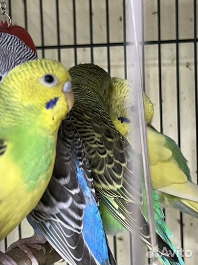 Волнистый попугай