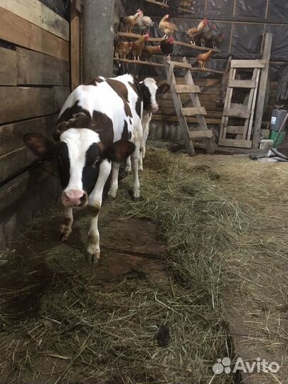 Телятина, говядина