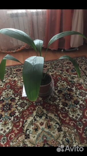 Пальма кокосовая комнатная