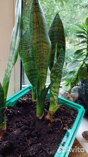 Сансевиерия