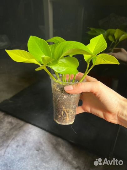 Сциндапсус неон