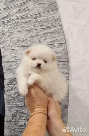 Щенки померанского шпица мишки