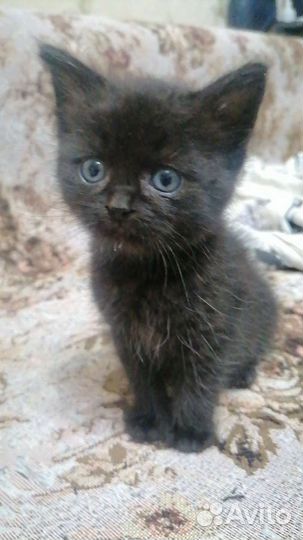 Котенок кошечка