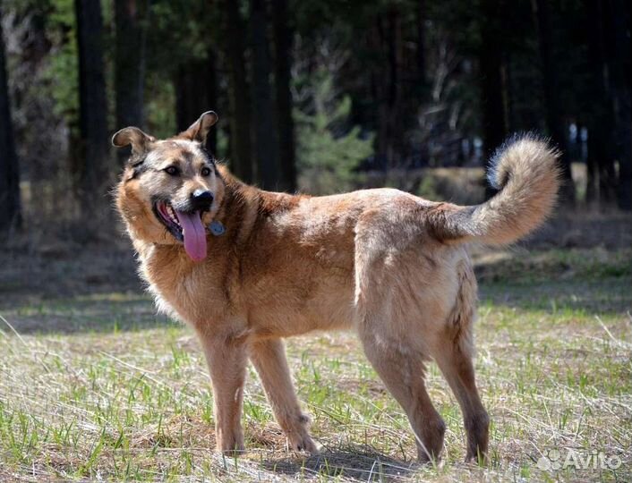 Собака в добрые руки