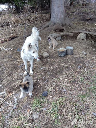 Западно сибирская лайка