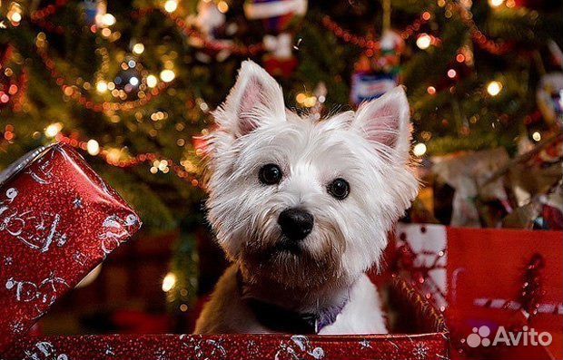 Передержка животных