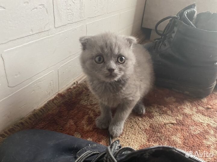 Шотландский вислоухий кот бесплатно