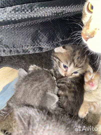 Котята в добрые руки