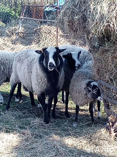 Овцы бараны