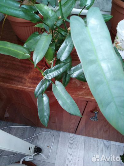 Филодендроны