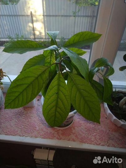 Авокадо растение