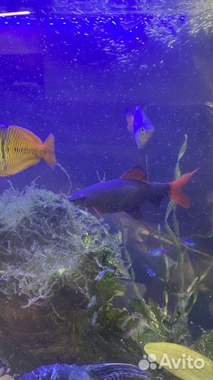 Аквариум 200 литров