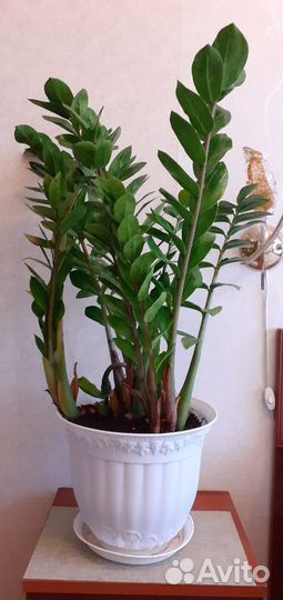 Замиокулькас замифолия (долларовое дерево)