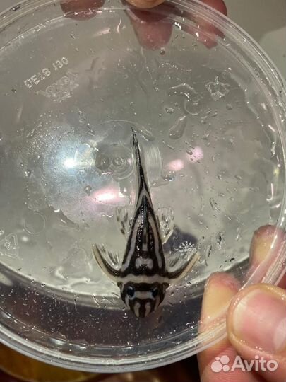 Продам номерных сомов L046, коряги яблони