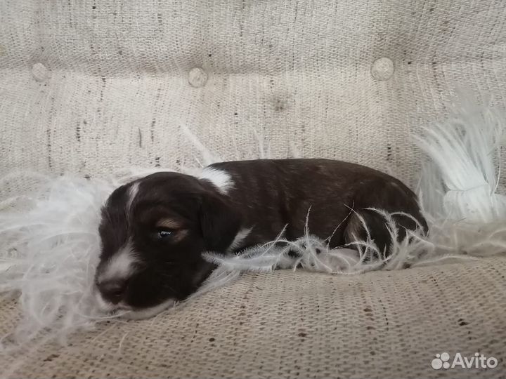 Щенки спаниель