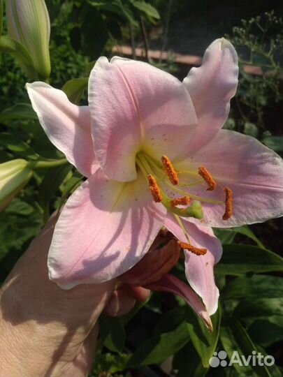 Лилейники и лилии