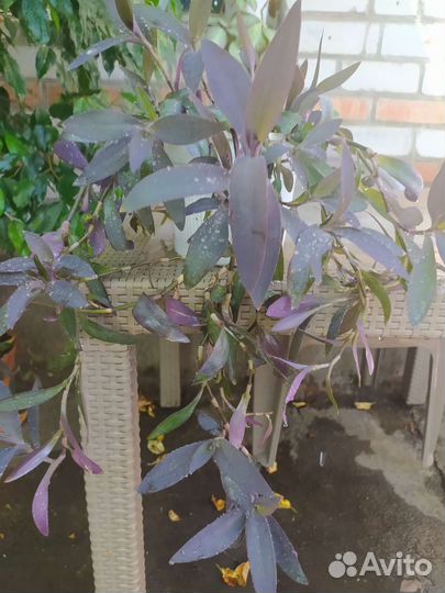 Традесканция