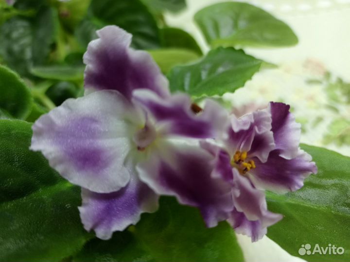 Фиалки цветущие в горшке