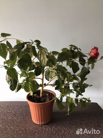 Растения домашние