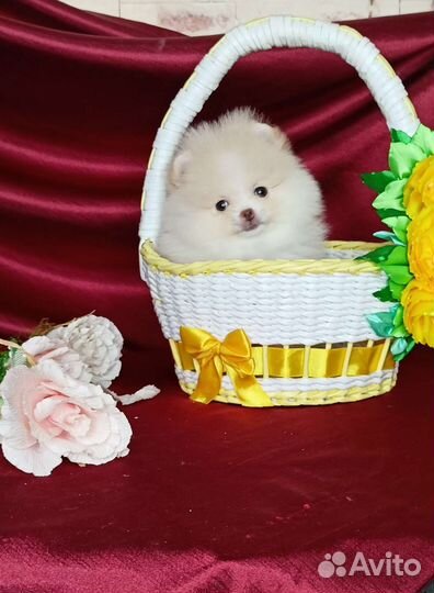 Супер micro кукла