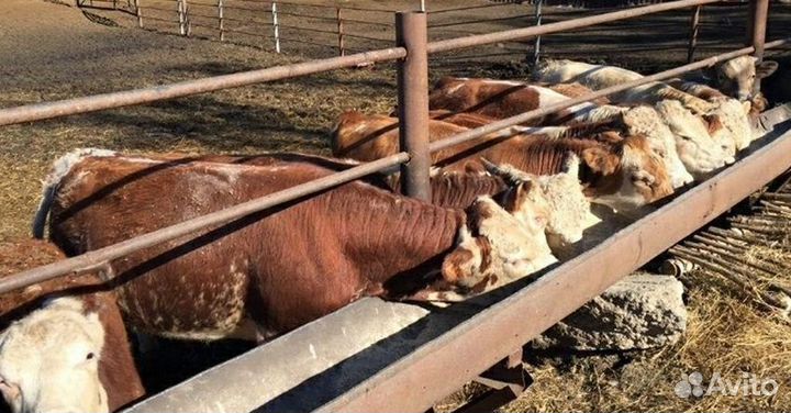 Продажа крс