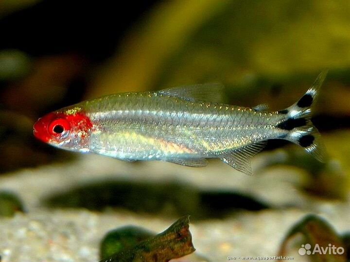 Аквариумные рыбки, растения, корм