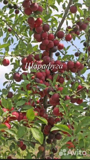 Шарафуга Белла санрайз сажецы