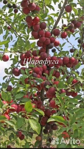 Шарафуга Белла санрайз сажецы