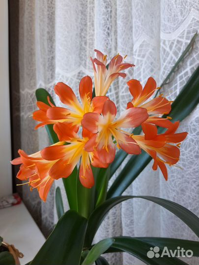 Кливия