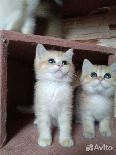 Бритяшки няшки