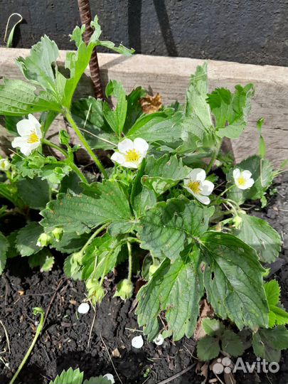 Усы клубники