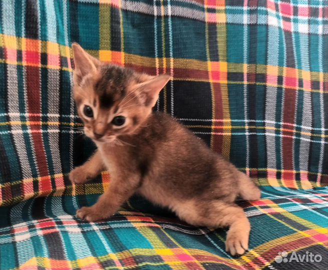 Абиссинские котята