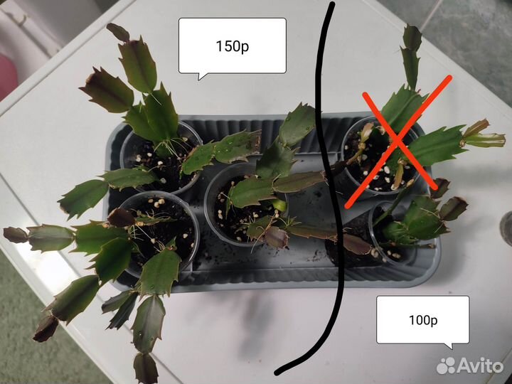Декабрист черенки укорененные