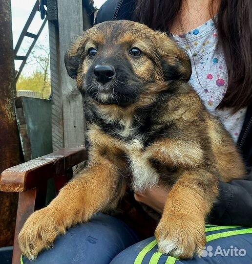 Щенки крупной дворняги