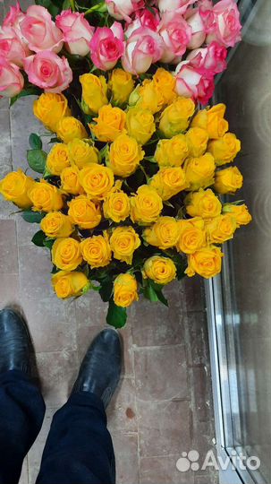 Розы 60 см