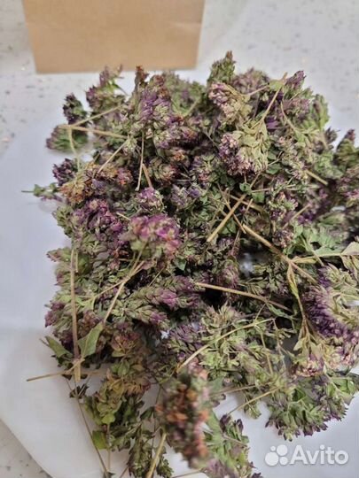 Душица обыкновенная