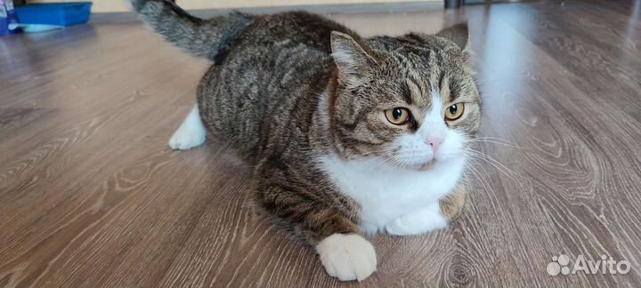 Передержка животных