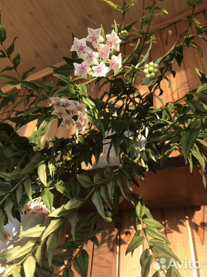 Хойя Hoya Bella (Прекрасная)