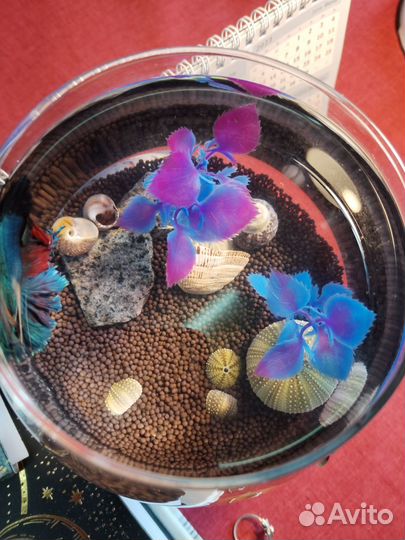 Рыбка петушок с аквариумом