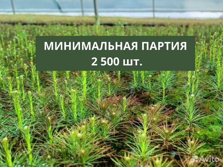 Саженцы ели европейской зкс от производителя