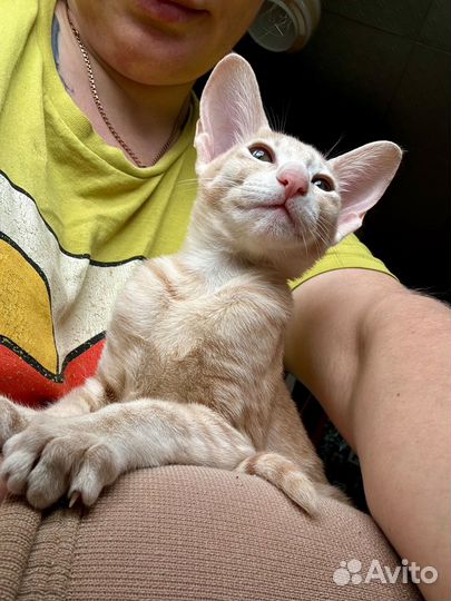 Ориентальные котята