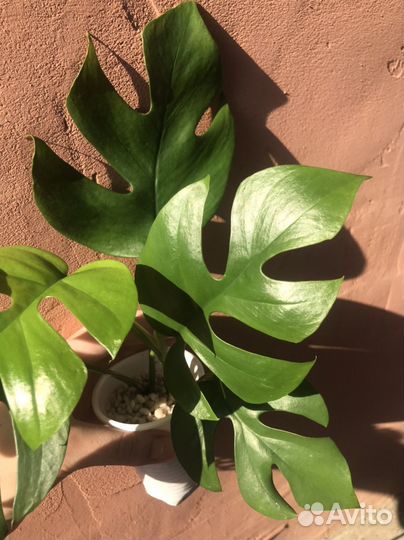 Рафидофора (монстера минима), Монстера Альба