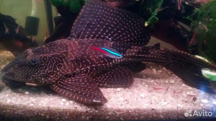 Птеригоплихт (Парчовый сом)